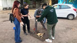 Desbaratan organización dedicada a la riñas de gallos en el barrio San Antonio