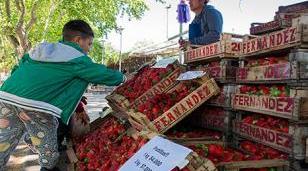 Semana de la Frutilla: producción local y consumo responsable en Moreno