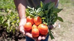 Huertas Matanceras: el programa que impulsa la autoproducción y la alimentación saludable