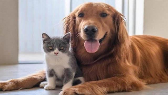 Operativo de vacunación antirrábica para perros y gatos