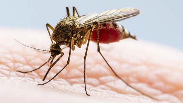 Recomendaciones contra el Dengue, Zika y Chikungunya