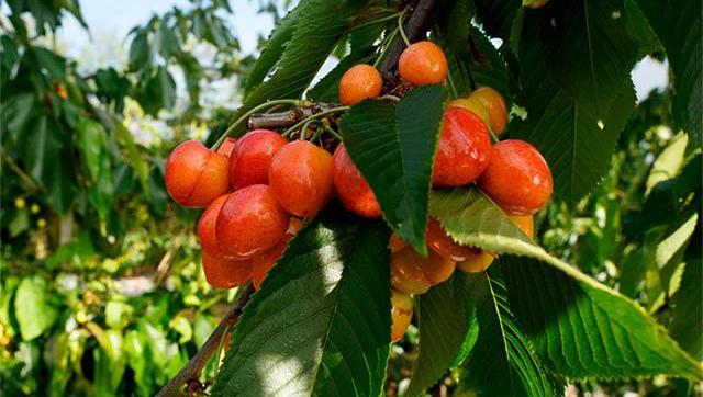 Nuevo taller de Formación Técnico Laboral: cultivo de árboles frutales y técnicas de poda