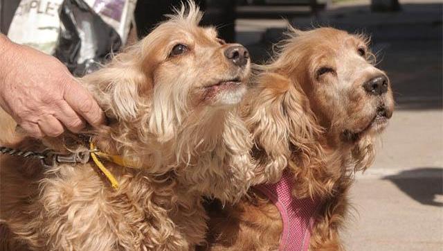 Morón refuerza su programa de salud animal con casi 2500 castraciones y más de 3000 vacunas