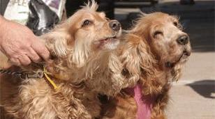 Morón refuerza su programa de salud animal con casi 2500 castraciones y más de 3000 vacunas