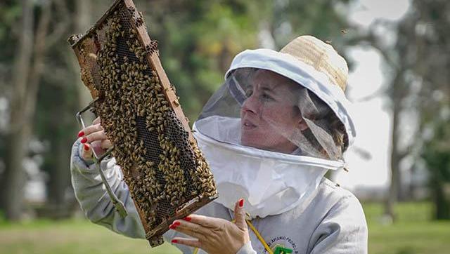 Pintar el zumbido: convocan a un concurso artístico sobre abejas y biodiversidad
